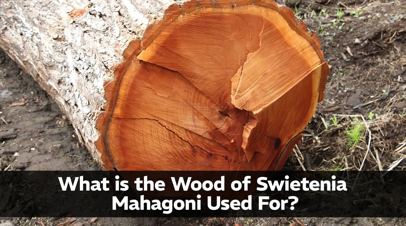 What-is-the-Wood-of-Swietenia-Mahagoni-Used-For Exotic Wood Zone