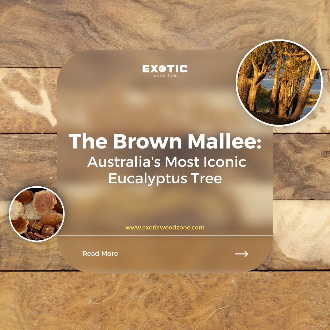 The-Brown-Mallee-Australia-s-Most-Iconic-Eucalyptus-Tree Exotic Wood Zone