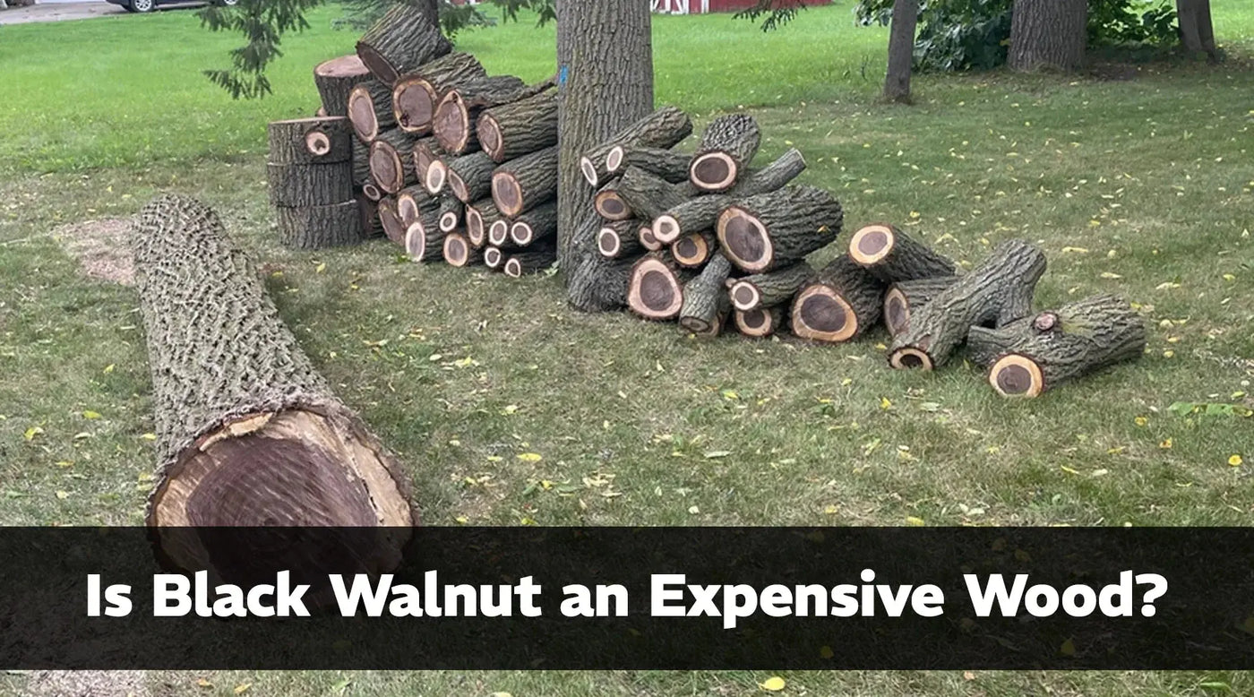 Black Walnut an Expensive Wood