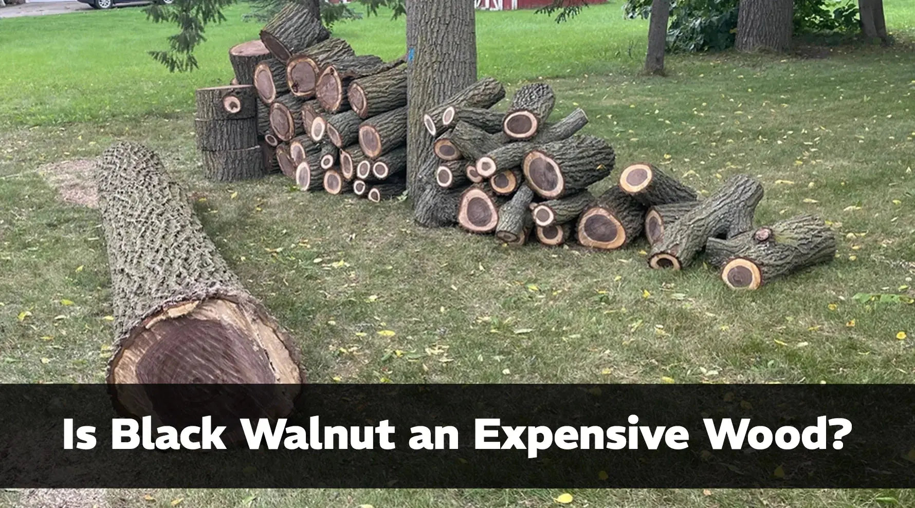 Black Walnut an Expensive Wood