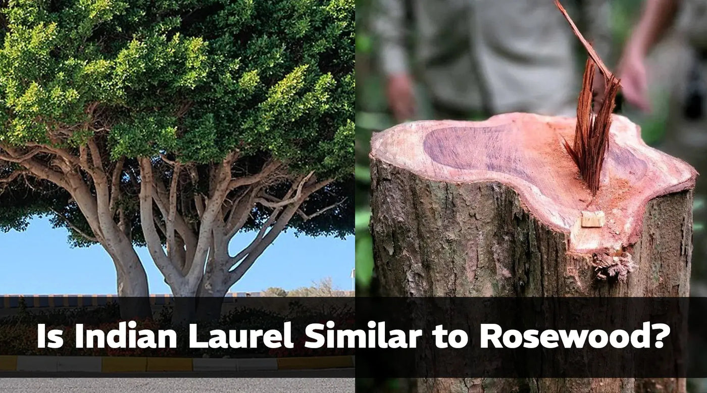 Indian laurel wood vs rosewood​