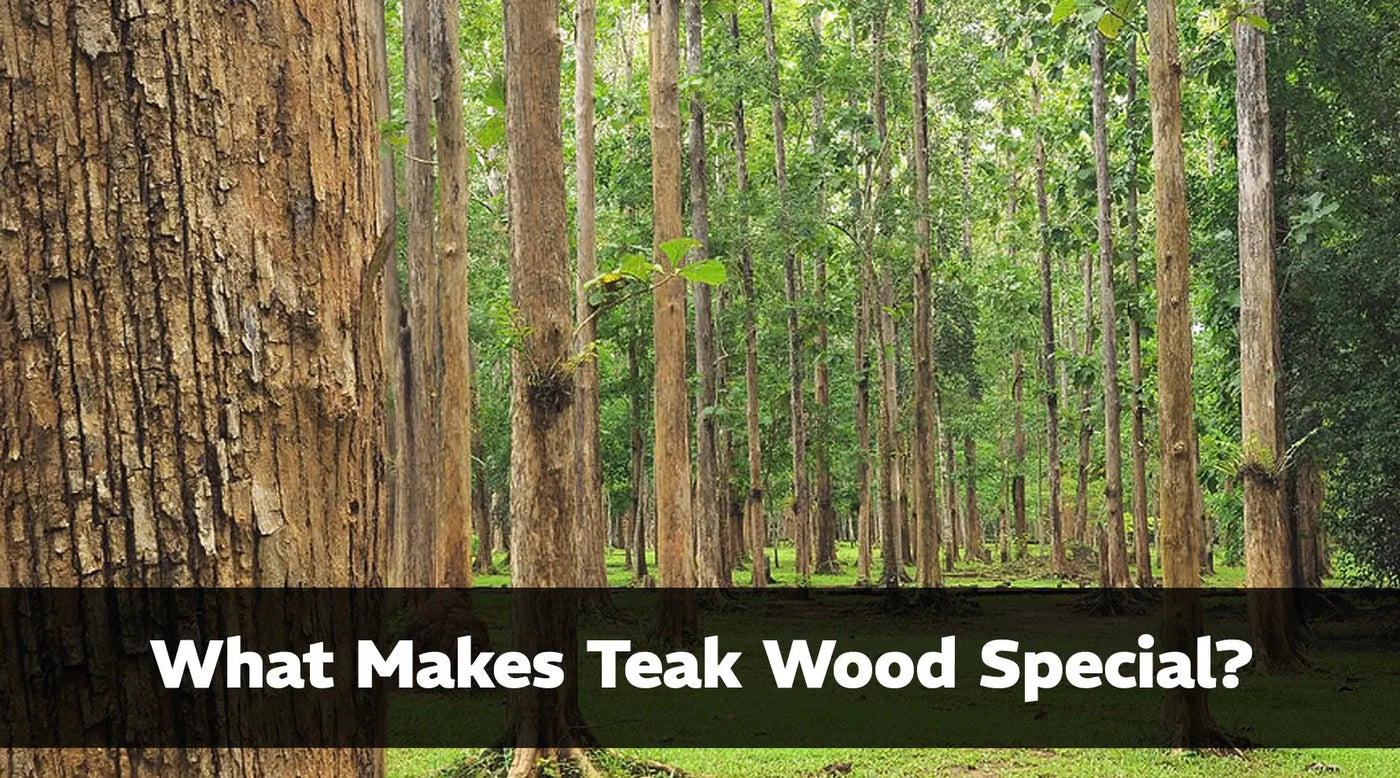 What Makes Teak Wood Special? 