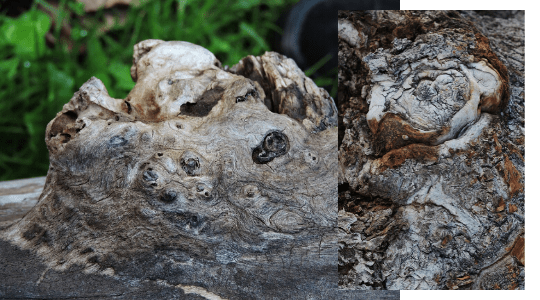 What Is Burl Wood? Check Out The Popular Burls Varieties And Its Features! - Exotic Wood Zone 