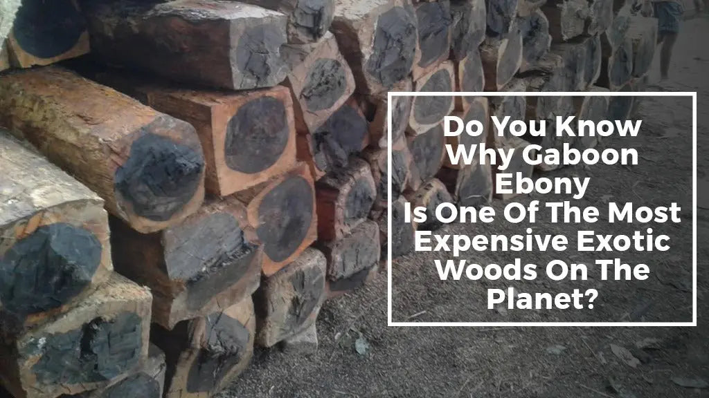 Do you know why Gaboon Ebony is one of the most expensive exotic woods on the planet?