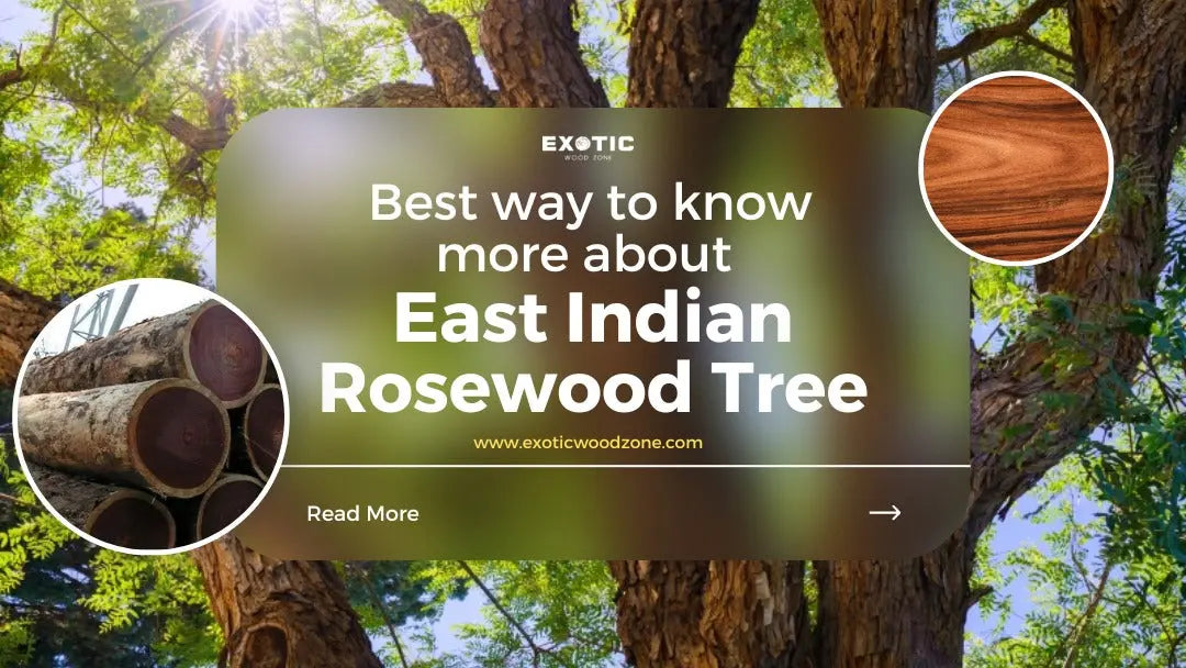 Best-way-to-know-more-about-East-Indian-Rosewood-Tree Exotic Wood Zone