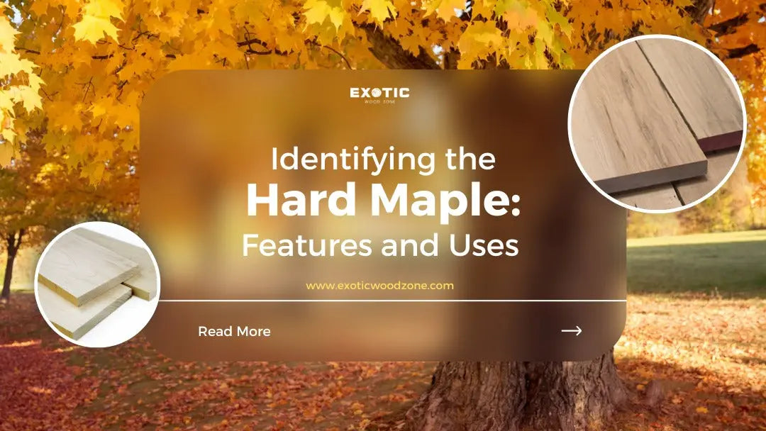 Introduction to wood species Hard maple - Exotic Wood Zone – Exotic ...
