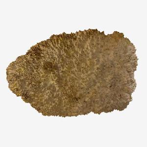 Brown Mallee Burls With Free Shipping - Exotic Wood Zone 