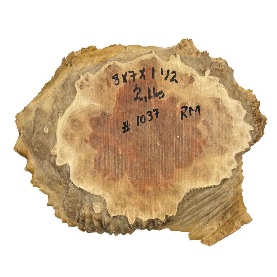 Red Mallee Slab/Cookies - 8" x 7" x 1-1/2" #1037 Exotic Wood Zone 