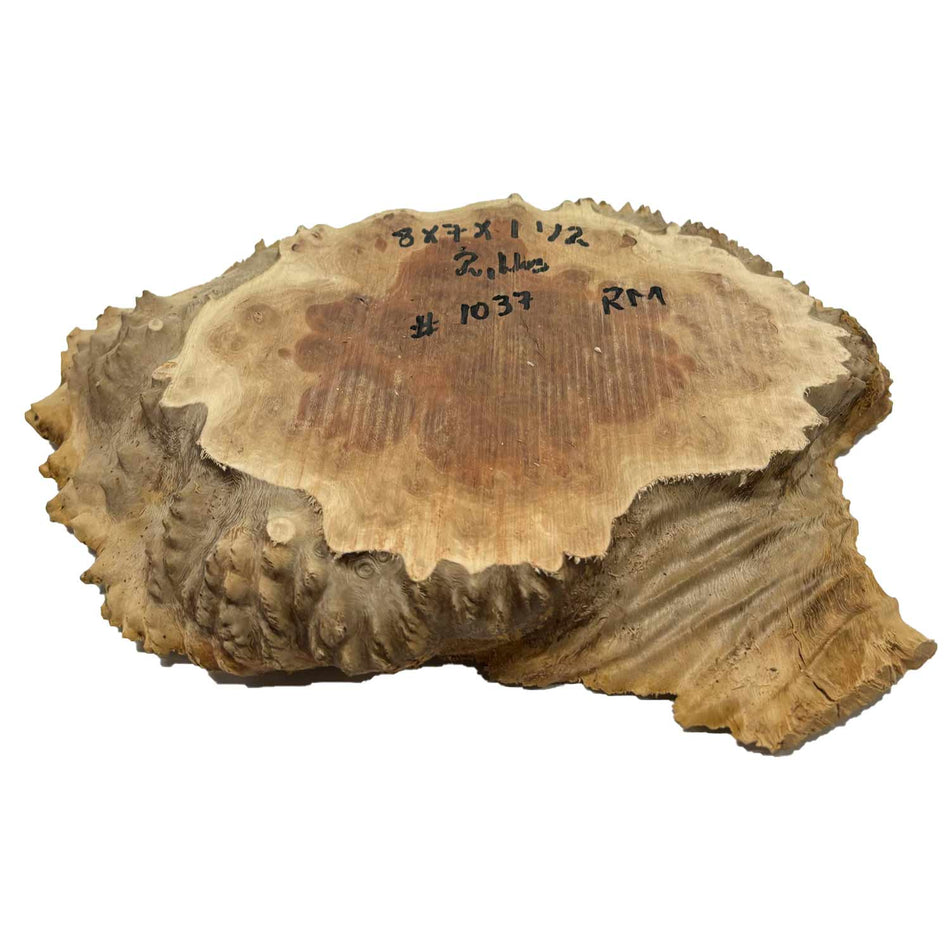 Red Mallee Slab/Cookies - 8" x 7" x 1-1/2" #1037 Exotic Wood Zone 