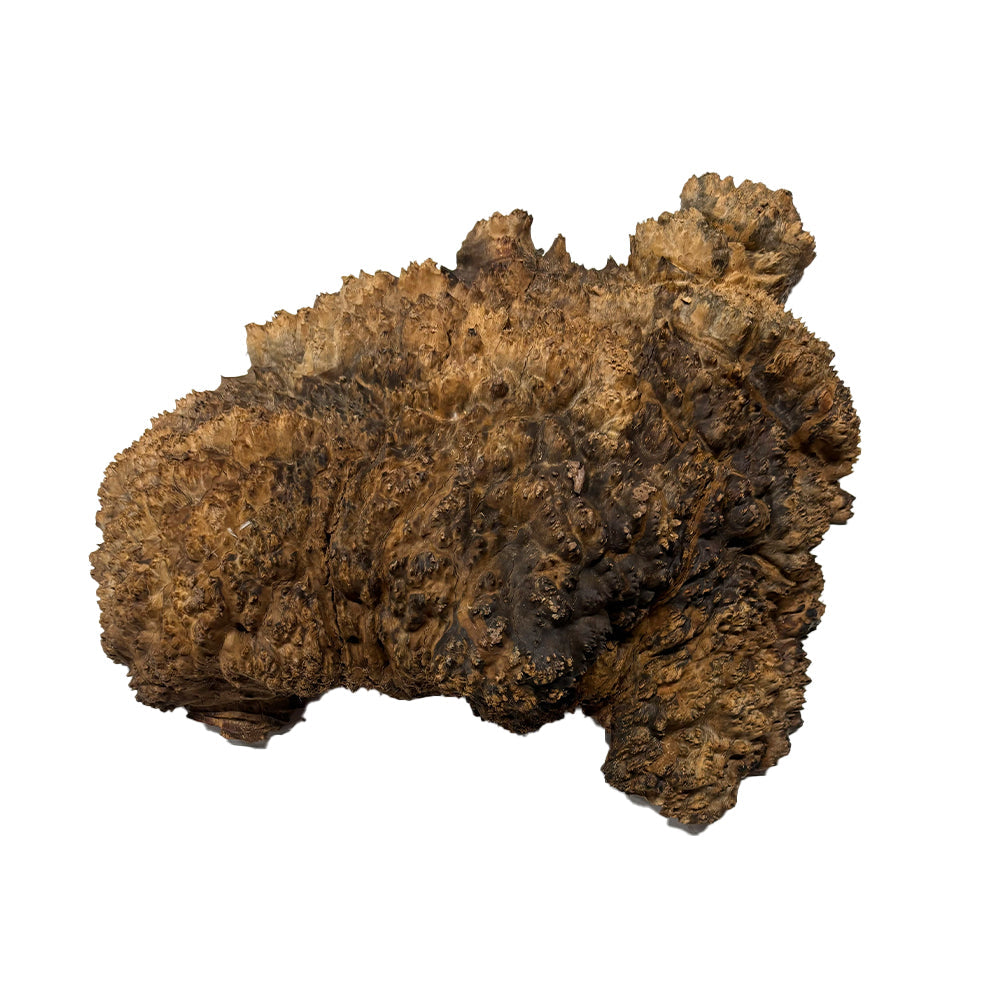 Black Mallee Burl Cookies - 15" x 10" x 5" #13 Exotic Wood Zone 