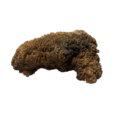 Black Mallee Burl Cookies - 15" x 10" x 5" #13 Exotic Wood Zone 