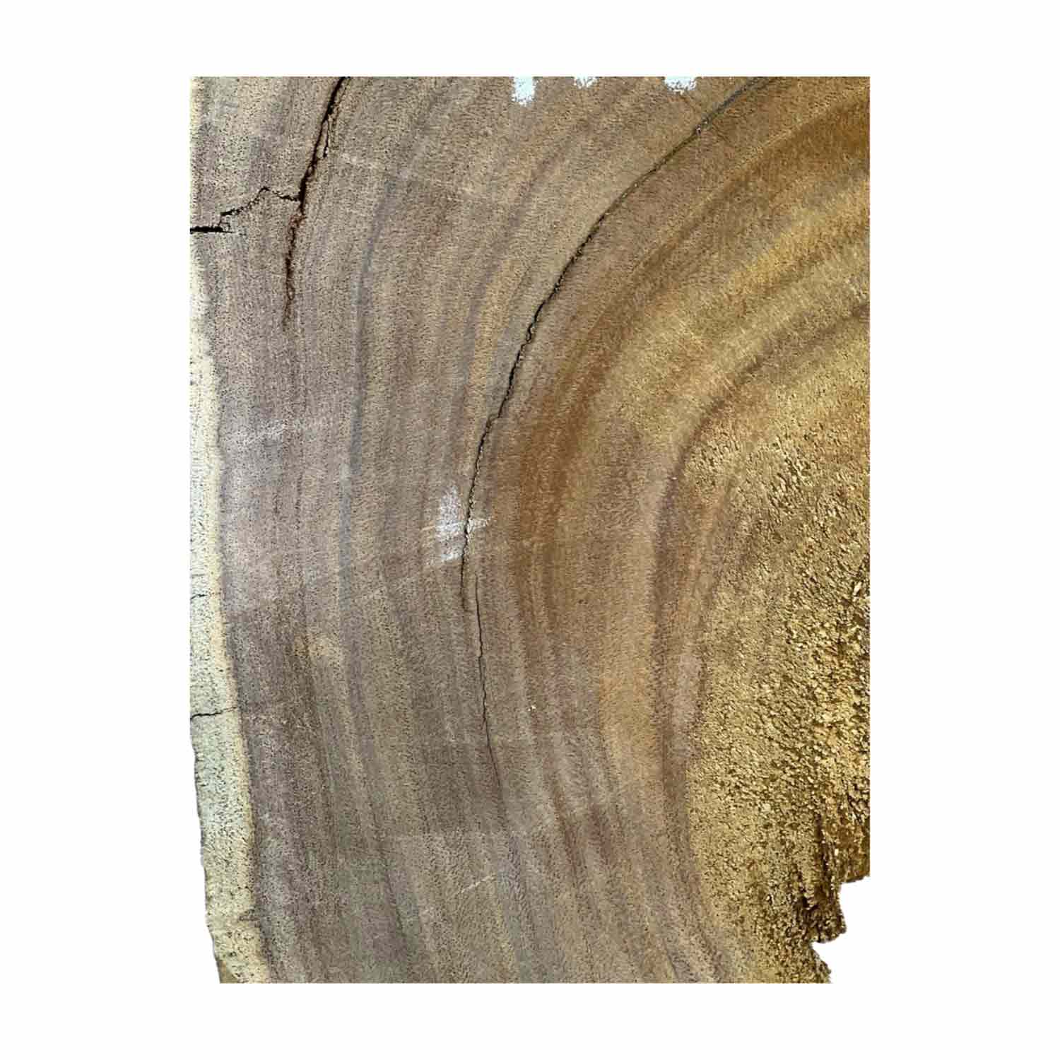 Hermosas y raras losas/galletas de borde vivo de madera negra africana - 24&quot;x24-1/2&quot;x3&quot;, 