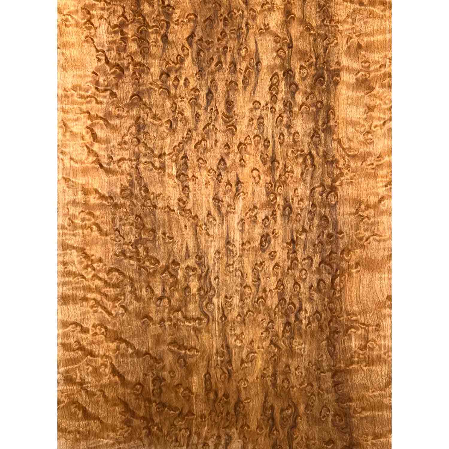 Curly Birdseye Maple Drop Top 21" x 7-1/4" x 3/8" #16-B - Exotic Wood Zone 