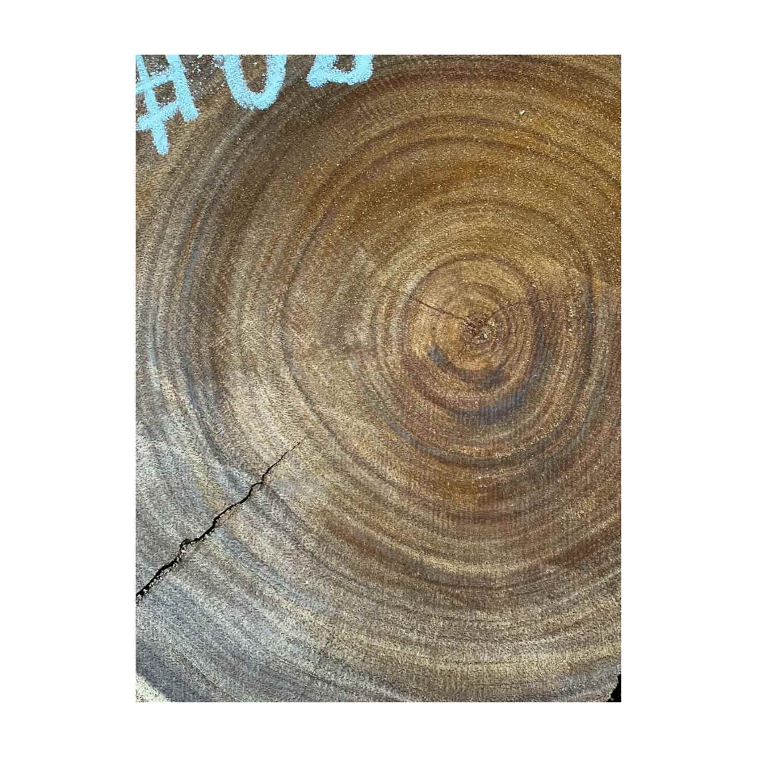 Hermosas y raras losas/galletas de borde vivo de madera negra africana - 24&quot;x24-1/2&quot;x3&quot;, 