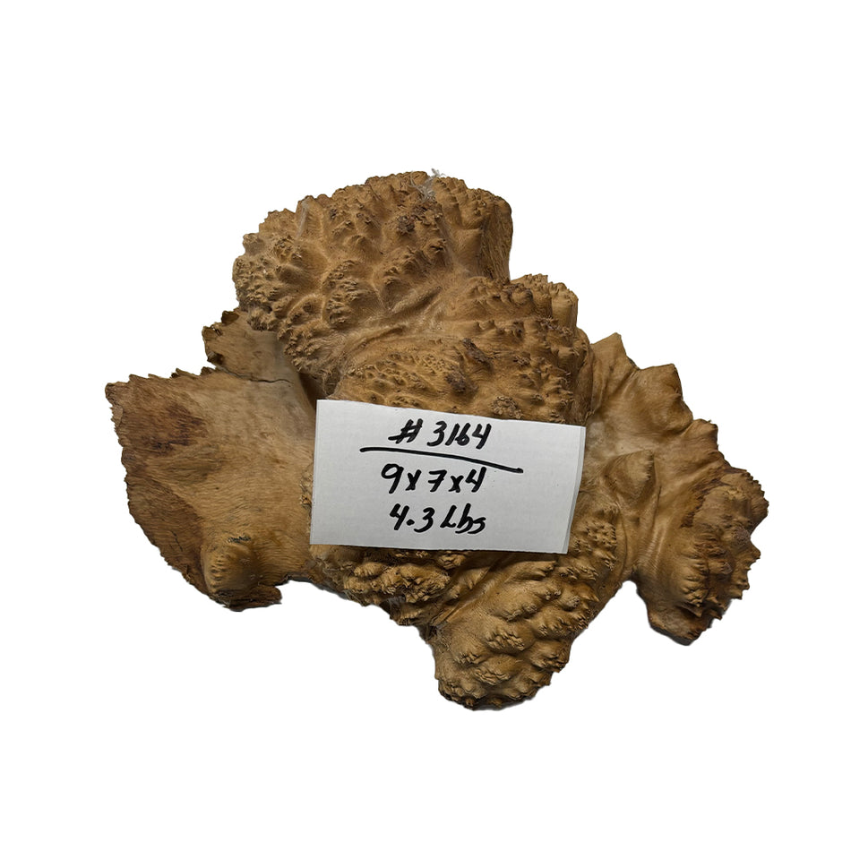 Australian Red Mallee Burl 9" x 7" x 4" 4.3 Lbs |  #3164