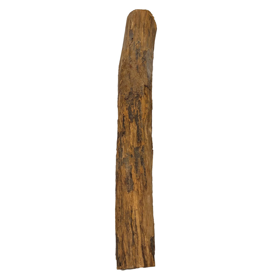 Oyster Wood Log Lumber 27" x 3" x 3"  #452