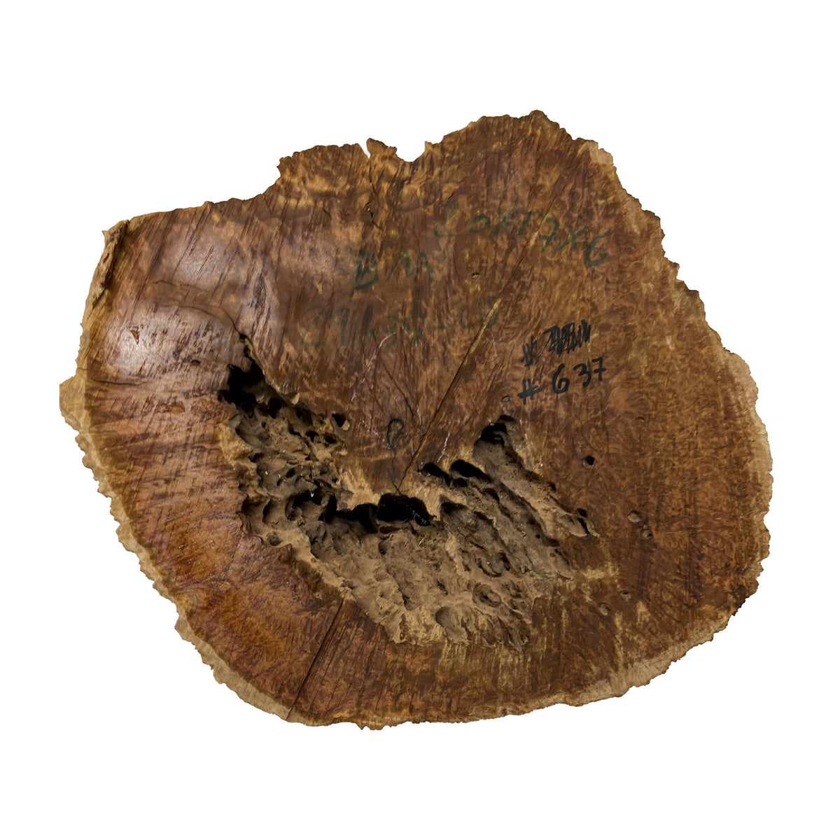 Brown Mallee Burls 20"x17"x6" 29.35 Lbs |  #637 - Exotic Wood Zone - Buy online Across USA 