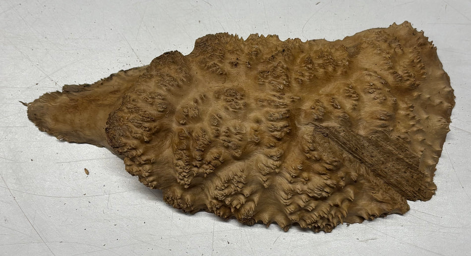 Brown Mallee Burl Blank 7" x 4" x 1"  1.4 Lbs #6008