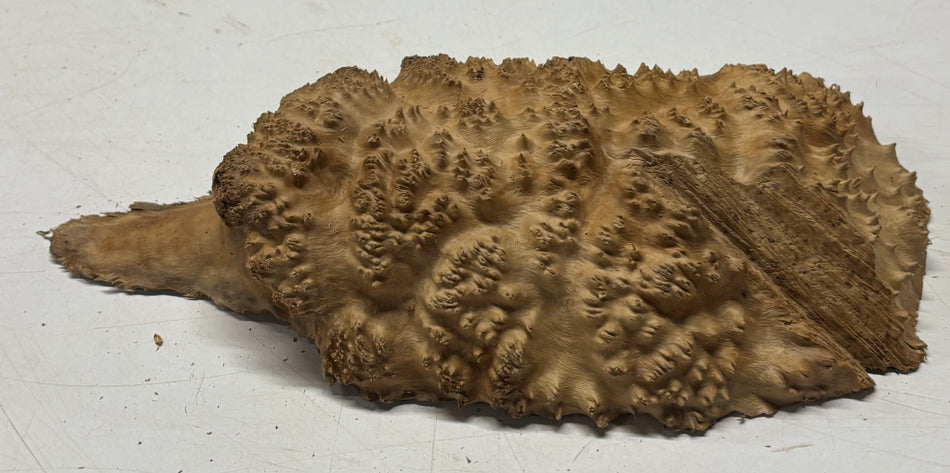 Brown Mallee Burl Blank 7" x 4" x 1"  1.4 Lbs #6008