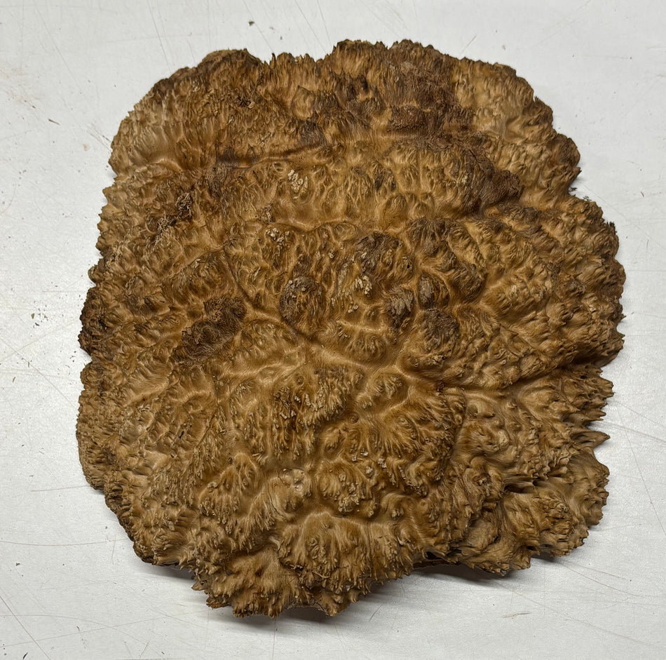 Brown Mallee Burl Blank 8" x 6" x 1-1/2"  3.4 Lbs #6009