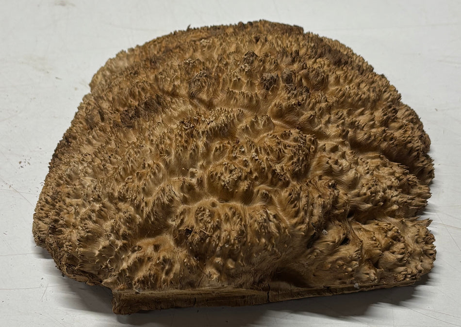 Brown Mallee Burl Blank 8" x 6" x 1-1/2"  3.4 Lbs #6009
