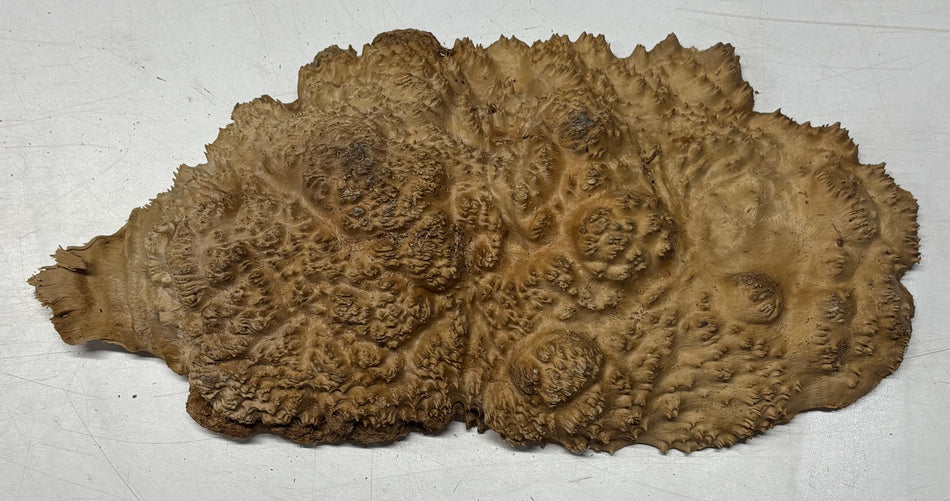 Brown Mallee Burl Blank 14" x 7" x 3"  4 Lbs #6010