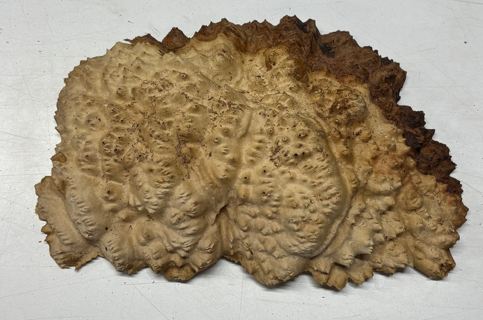 Brown Mallee Burl Blank 10" x 7" x 1-1/2"  3.9 Lbs #6011