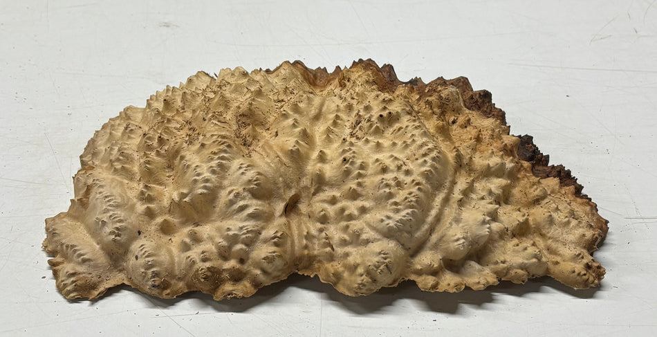 Brown Mallee Burl Blank 10" x 7" x 1-1/2"  3.9 Lbs #6011