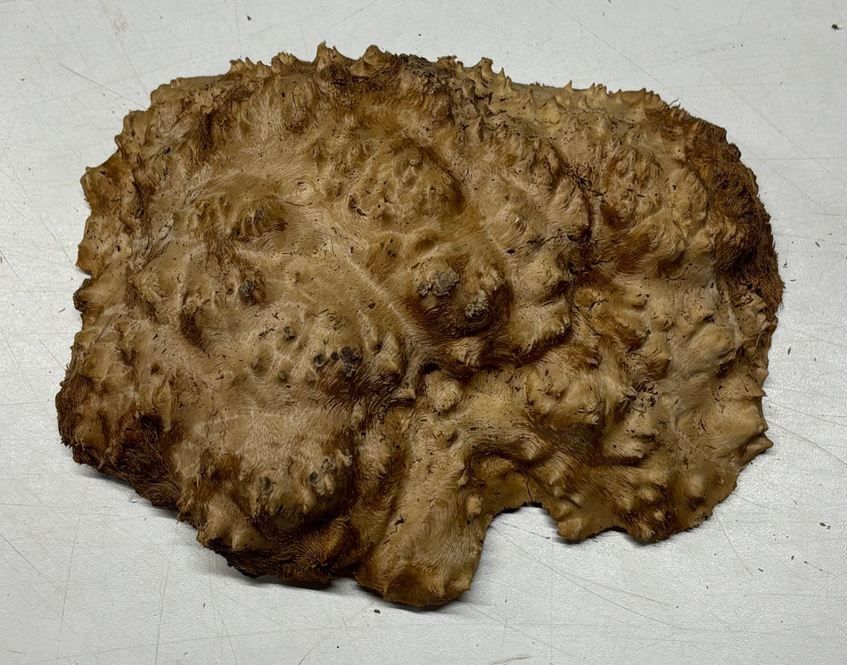 Brown Mallee Burl Blank 7" x 5" x 1"  1.5 Lbs #6012