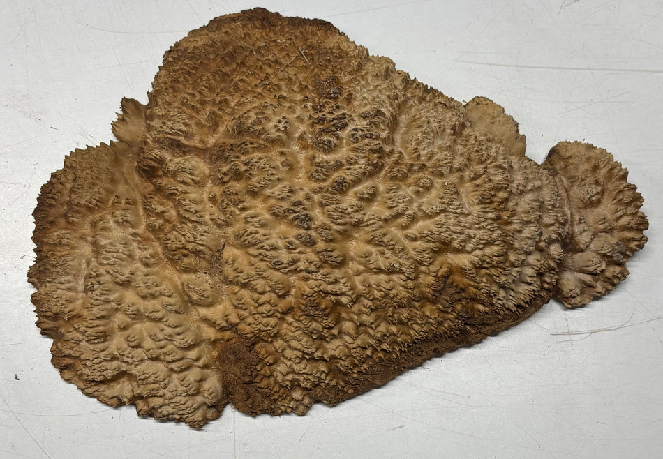 Brown Mallee Burl Blank 11" x 8" x 1-1/2"  4.6 Lbs #6013