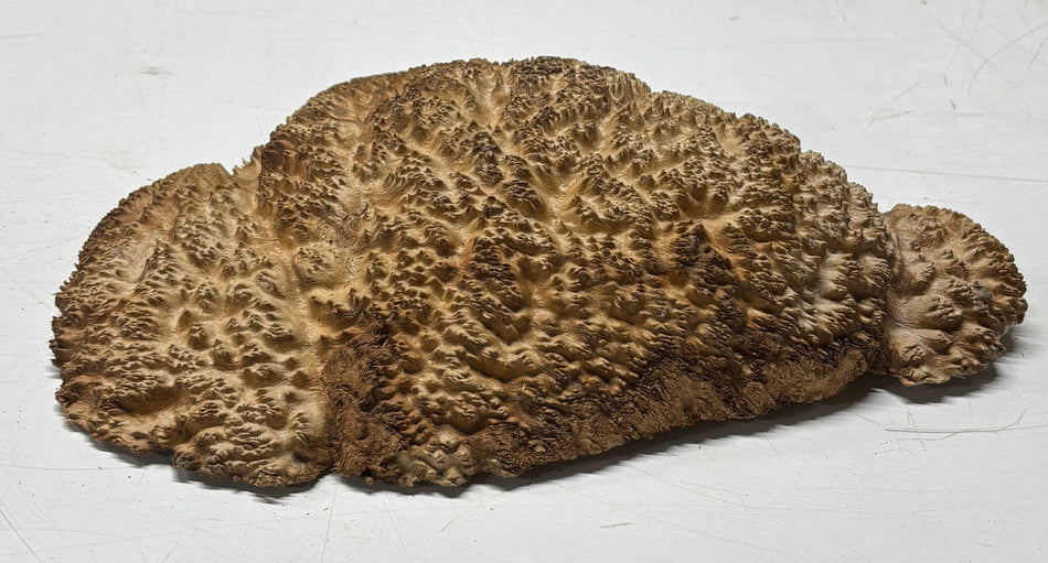 Brown Mallee Burl Blank 11" x 8" x 1-1/2"  4.6 Lbs #6013
