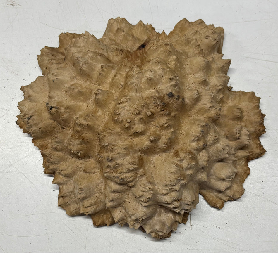 Brown Mallee Burl Blank 10" x 9" x 2"  3.7 Lbs #6014