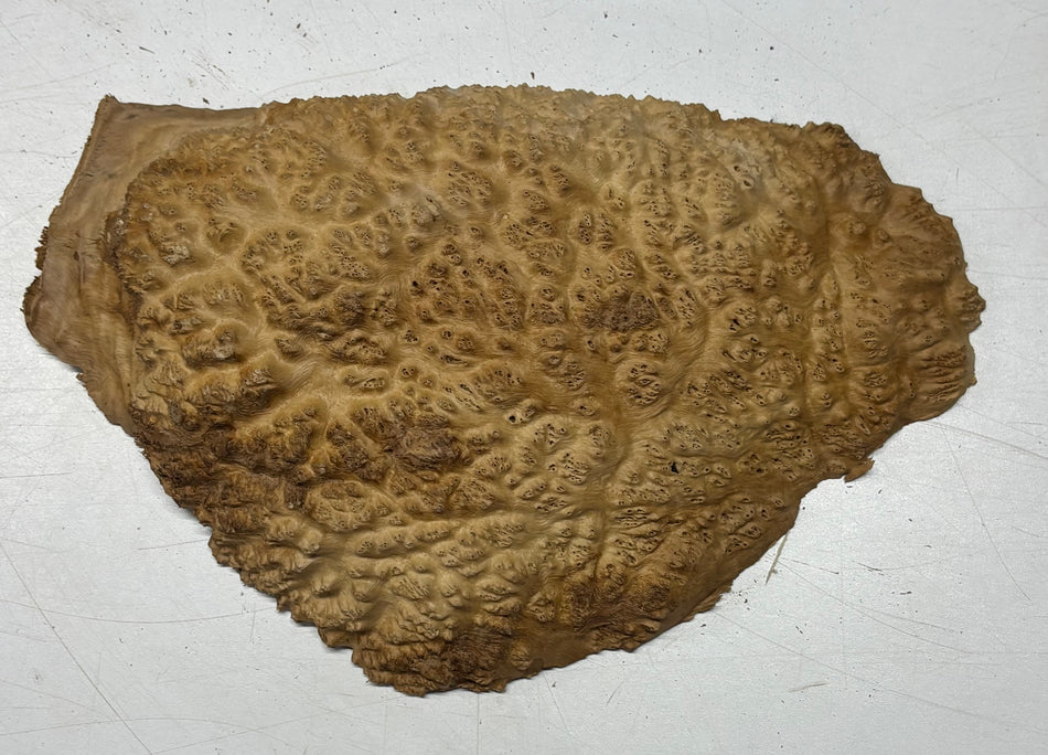 Brown Mallee Burl Blank 10" x 6.5" x 2" 2.1 Lbs #6015