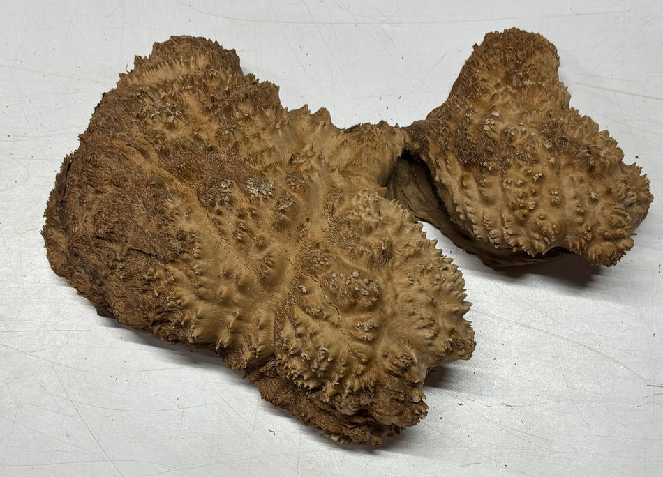 Brown Mallee Burl Blank 12" x 6.5" x 2" 4.6 Lbs #6016