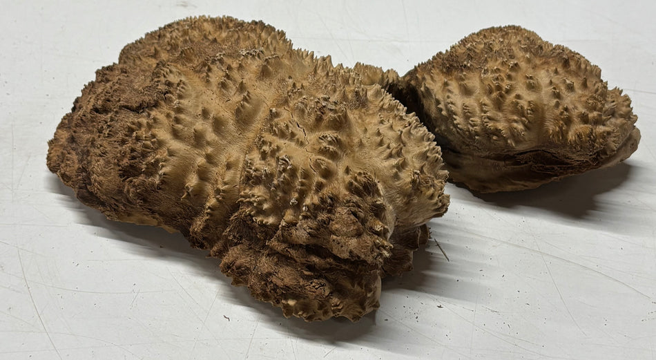 Brown Mallee Burl Blank 12" x 6.5" x 2" 4.6 Lbs #6016