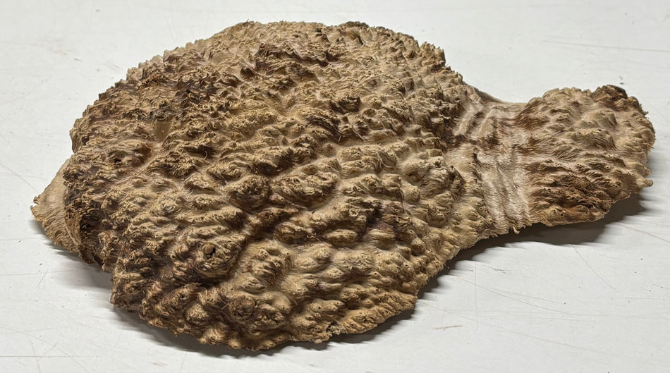 Brown Mallee Burl Blank 10" x 8" x 1.5" 2.3 Lbs #6017