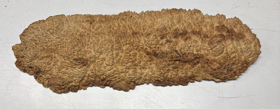 Brown Mallee Burl Blank 20" x 6.5" x 1.5" 4.2 Lbs #6018