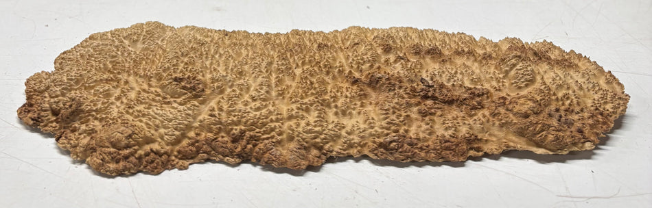Brown Mallee Burl Blank 20" x 6.5" x 1.5" 4.2 Lbs #6018