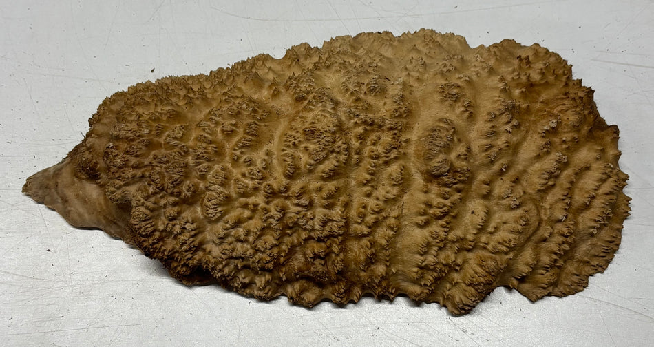 Brown Mallee Burl Blank  13" x 6" x 1.5" 3 Lbs #6019
