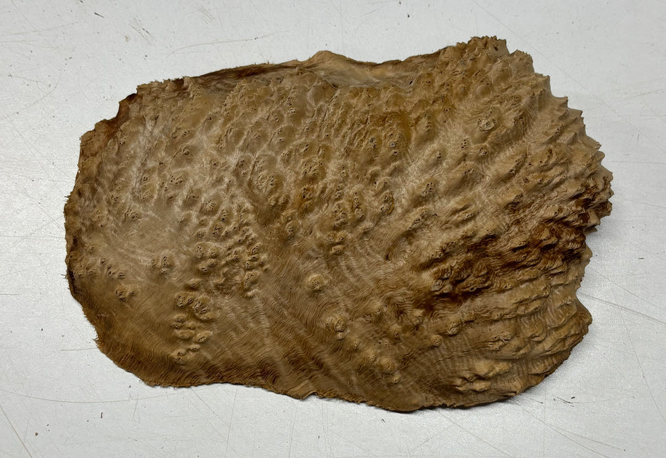 Brown Mallee Burl Blank  9" x 6" x 2" 1.7 Lbs #6020