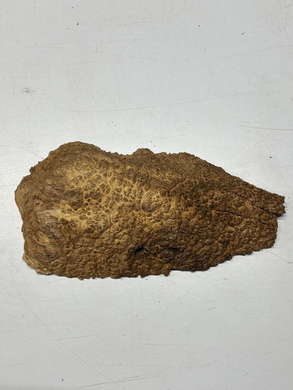 Brown Mallee Burl Blank  11" x 6" x 1.5" 2.3 Lbs #6021