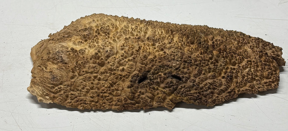 Brown Mallee Burl Blank  11" x 6" x 1.5" 2.3 Lbs #6021