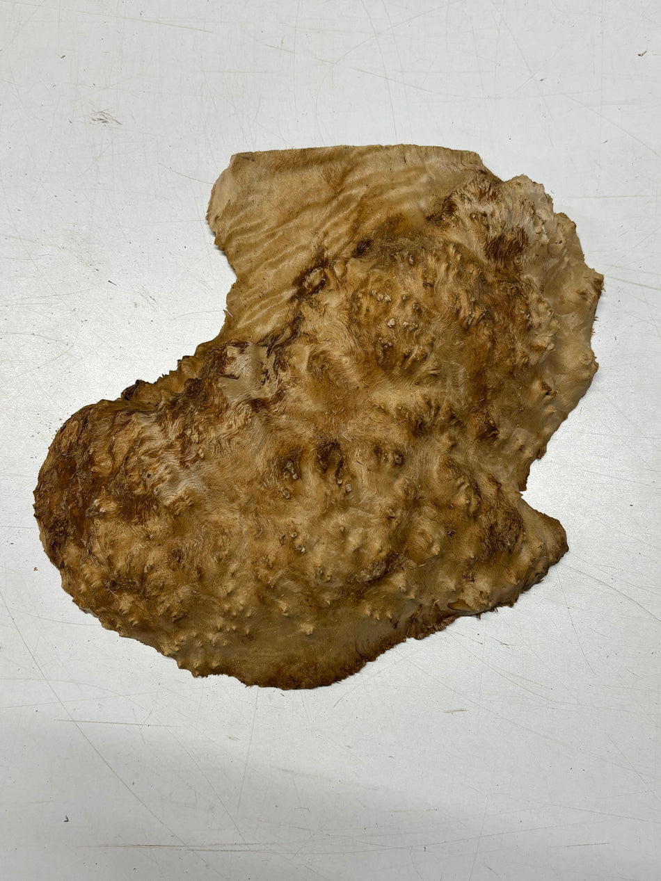 Brown Mallee Burl Blank 10" x 8" x 2" 3.5 Lbs #6022