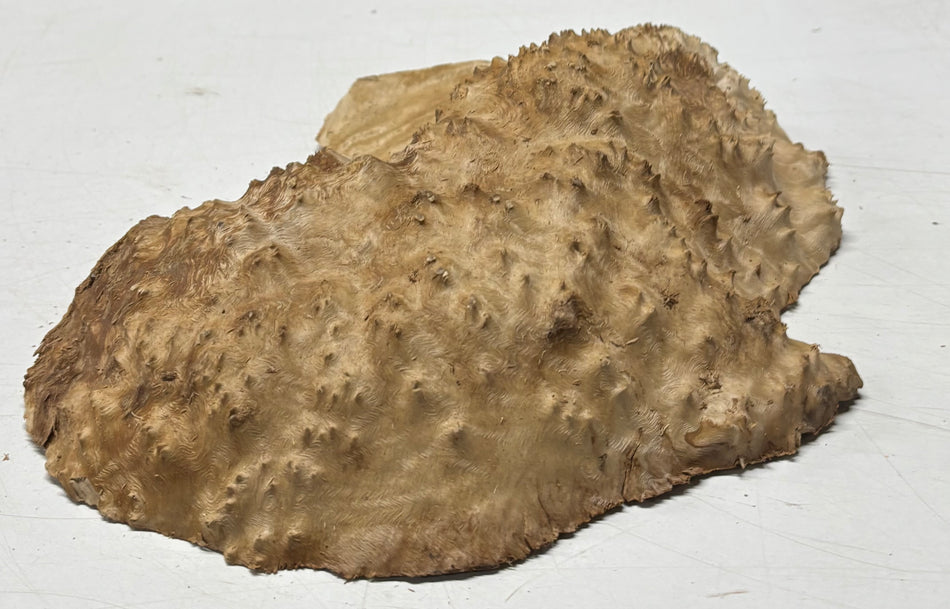 Brown Mallee Burl Blank 10" x 8" x 2" 3.5 Lbs #6022