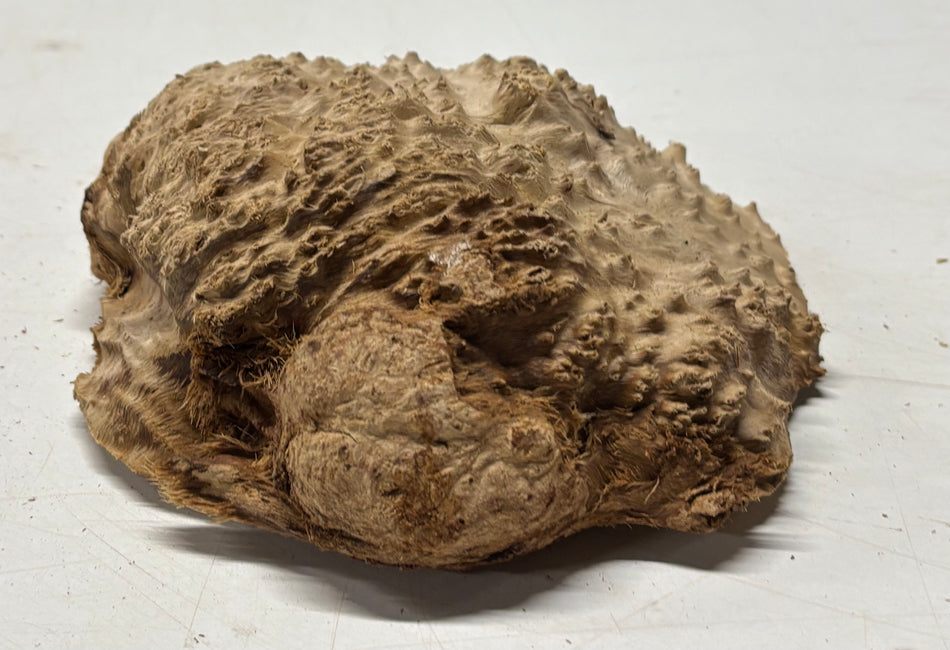 Brown Mallee Burl Blank 7" x 6" x 2" 1.6 Lbs #6023