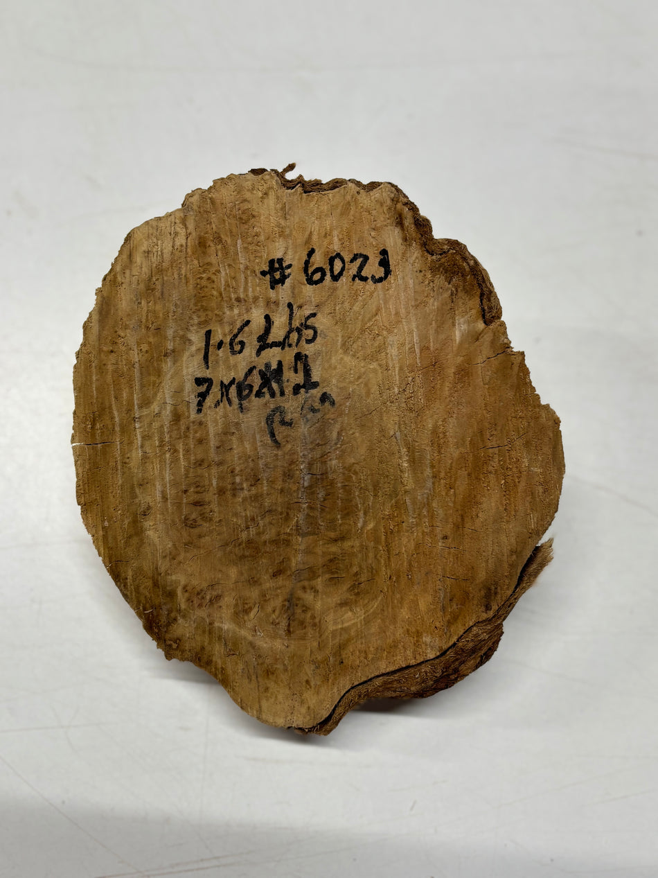 Brown Mallee Burl Blank 7" x 6" x 2" 1.6 Lbs #6023