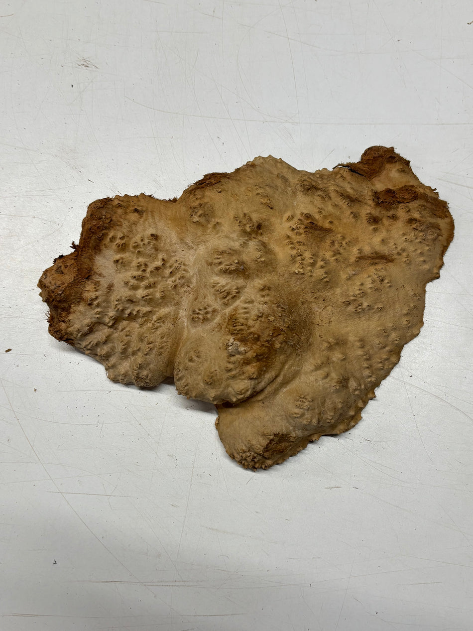 Brown Mallee Burl Blank 10" x 6" x 1" 2.4 Lbs #6024