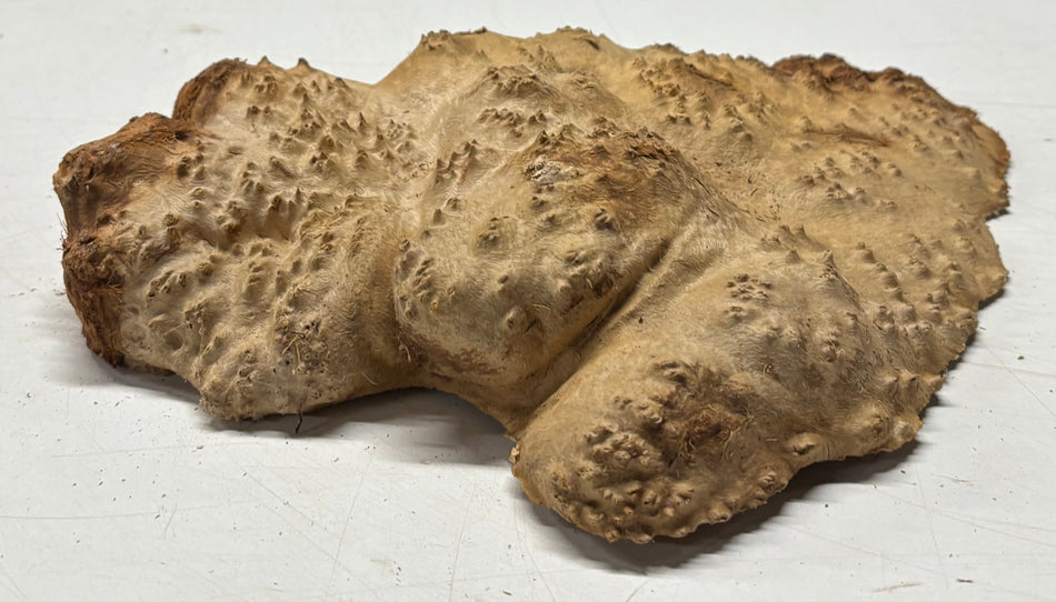Brown Mallee Burl Blank 10" x 6" x 1" 2.4 Lbs #6024
