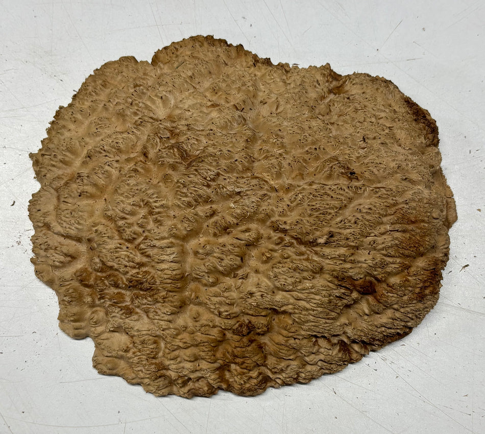 Brown Mallee Burl Blank 8" x 7" x 1.5" 1.5 Lbs #6025