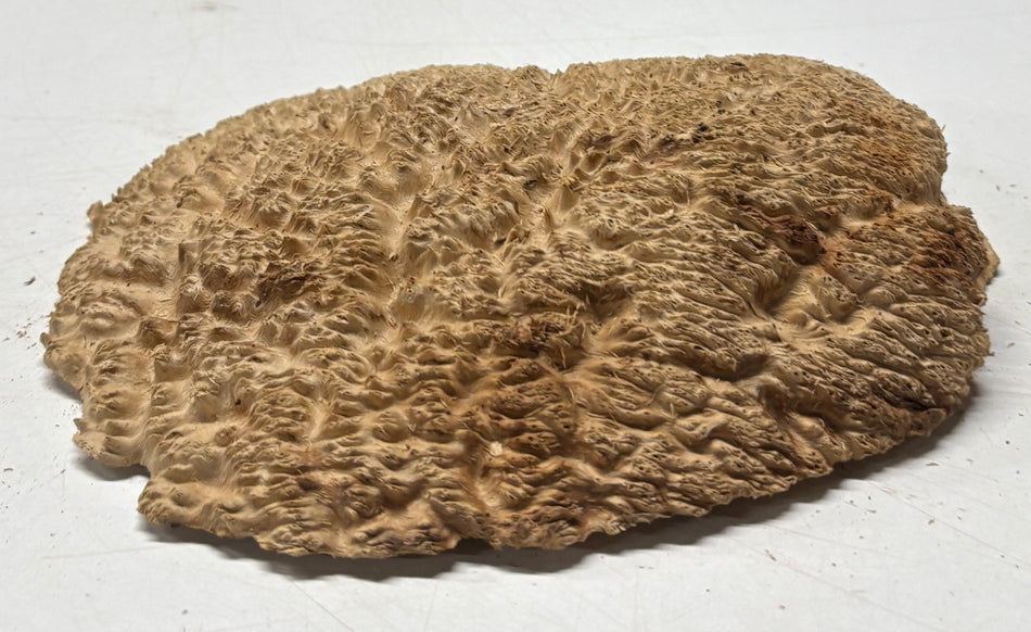 Brown Mallee Burl Blank 8" x 7" x 1.5" 1.5 Lbs #6025